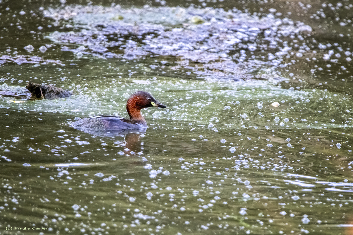 Zwergtaucher