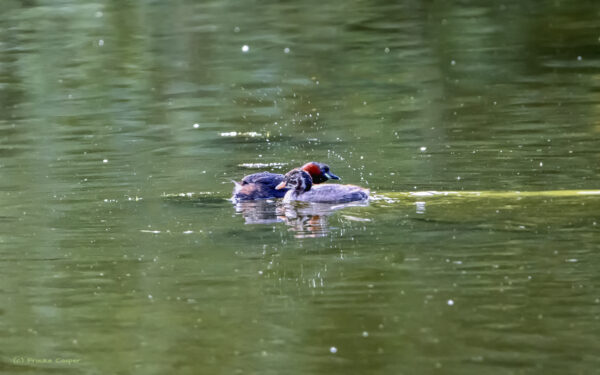 Zwergtaucher Alttier und Jungtier