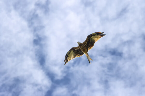 2022-08-FCa-0091-Rotmilan