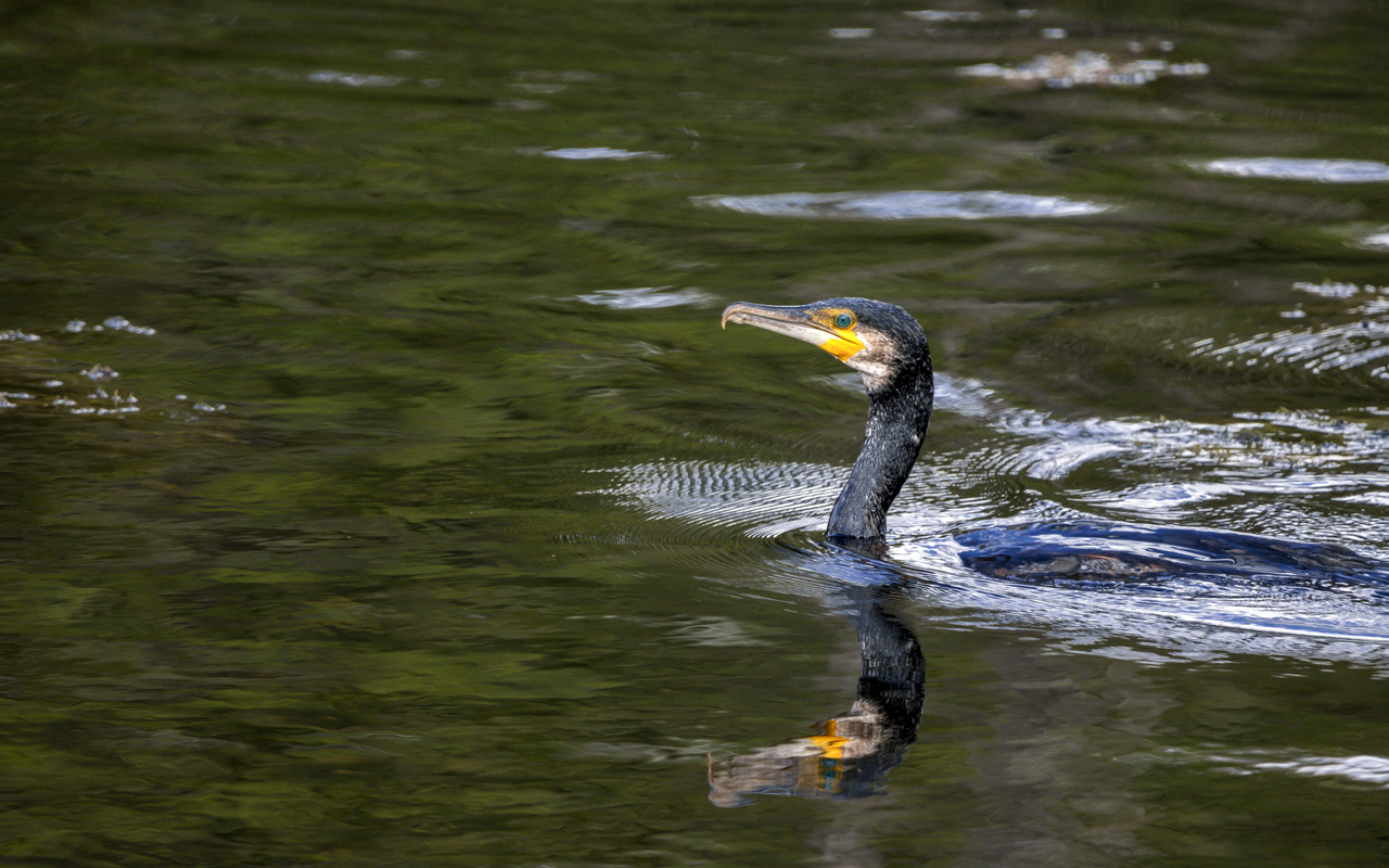 Kormoran