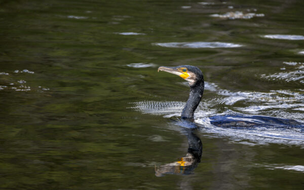 2022-09-FCa-0021-Kormoran