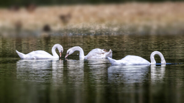 H&ouml;ckerschw&auml;ne