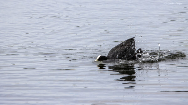 Bl&auml;sshuhn im Imponierstellung
