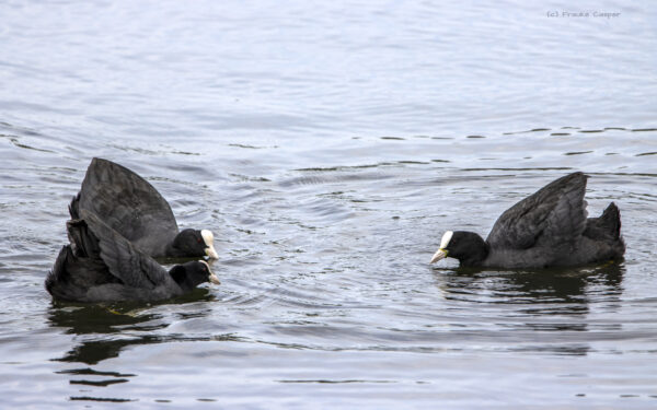 Imponiergehabe unter Bl&auml;ssh&uuml;hnern