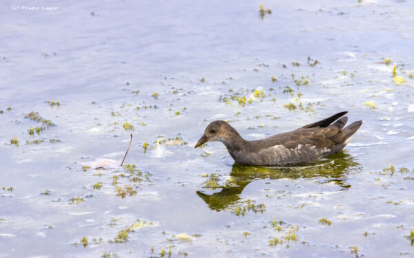 Teichralle - Jungtier