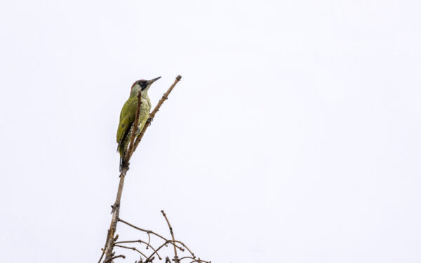 2022-09-FCa-0034-Gruenspecht-weiblich