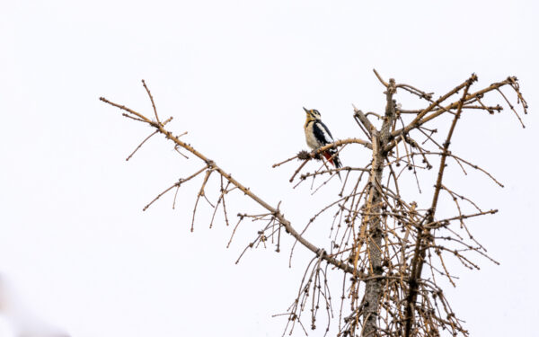 2022-09-FCa-0035-Buntspecht-maennlich