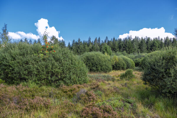 Sp&auml;tsommer im Brackvenn (Eifel/Belgien)