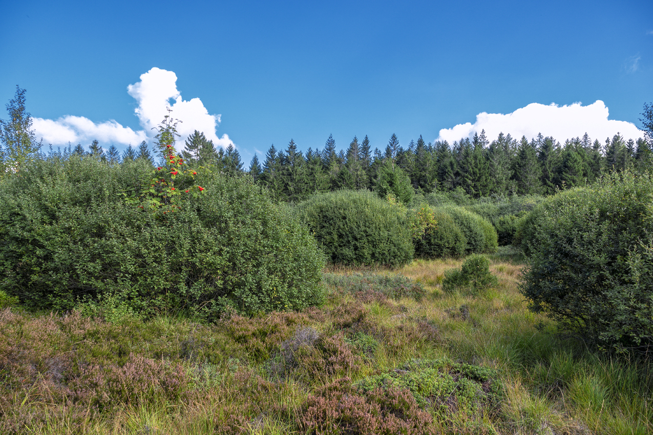 Spätsommer im Brackvenn (Eifel/Belgien)