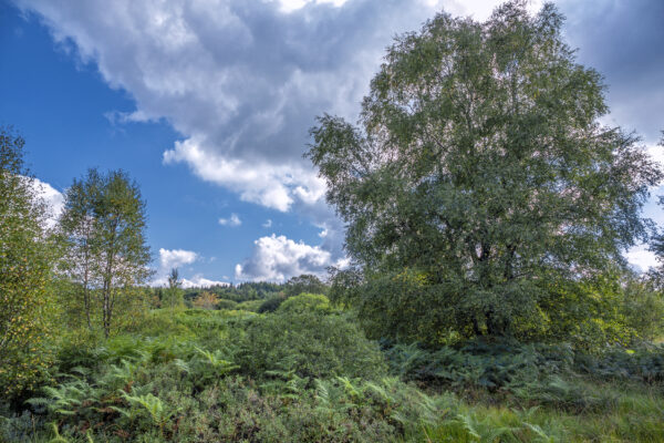 Sp&auml;tsommer im Brackvenn (Eifel/Belgien)