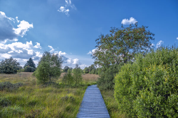 Sp&auml;tsommer im Brackvenn (Eifel/Belgien)