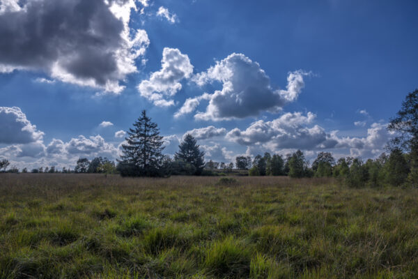 Sp&auml;tsommer im Brackvenn (Eifel/Belgien)