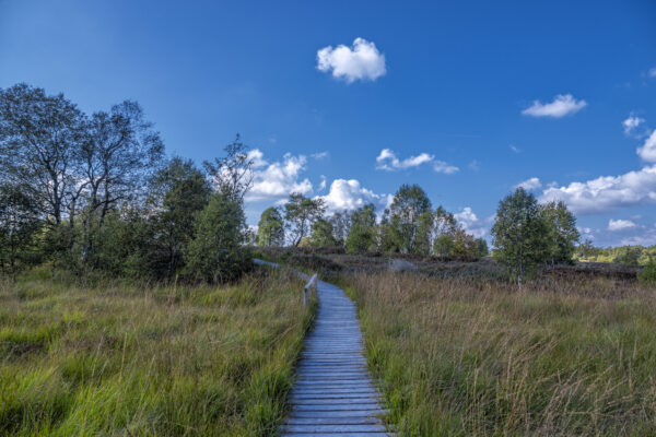 Sp&auml;tsommer im Brackvenn (Eifel/Belgien)