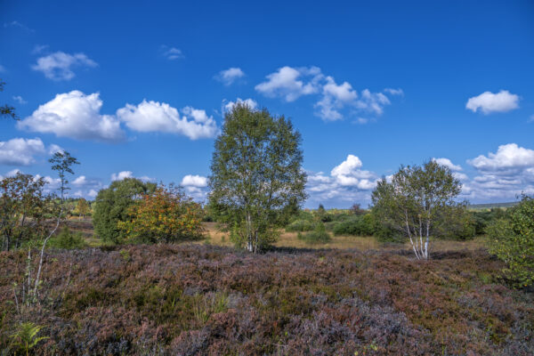 Sp&auml;tsommer im Brackvenn (Eifel/Belgien)