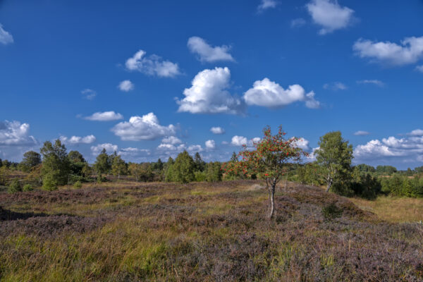 Sp&auml;tsommer im Brackvenn (Eifel/Belgien)