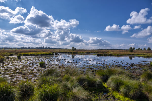 Sp&auml;tsommer im Brackvenn (Eifel/Belgien)