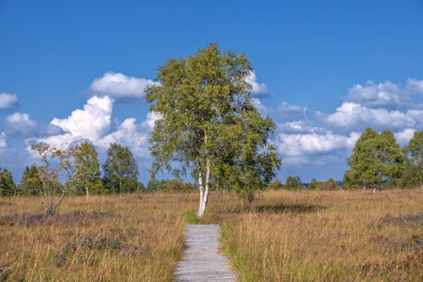 Sp&auml;tsommer im Brackvenn (Eifel/Belgien)