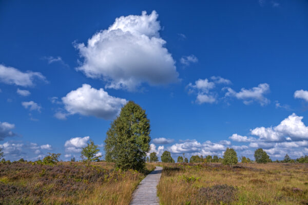 Sp&auml;tsommer im Brackvenn (Eifel/Belgien)