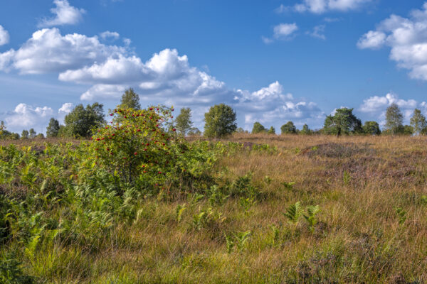 Sp&auml;tsommer im Brackvenn (Eifel/Belgien)