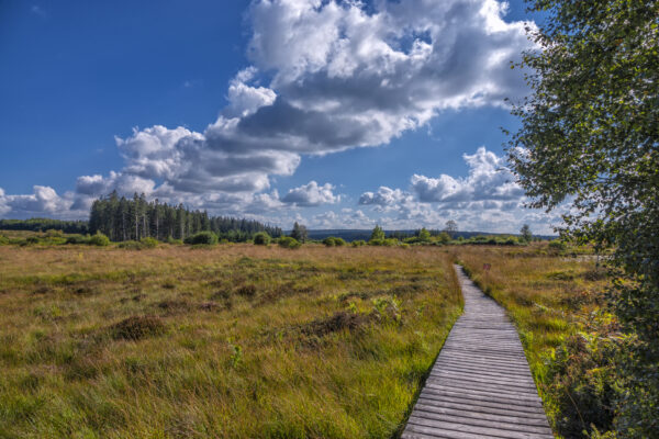 Sp&auml;tsommer im Brackvenn (Eifel/Belgien)
