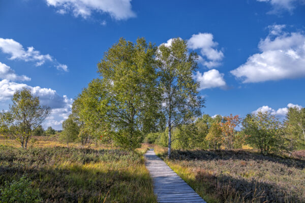 Sp&auml;tsommer im Brackvenn (Eifel/Belgien)