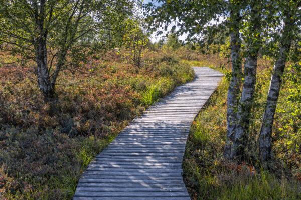 Sp&auml;tsommer im Brackvenn (Eifel/Belgien)