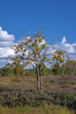 Sp&auml;tsommer im Brackvenn (Eifel/Belgien)
