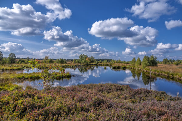 Sp&auml;tsommer im Brackvenn (Eifel/Belgien)