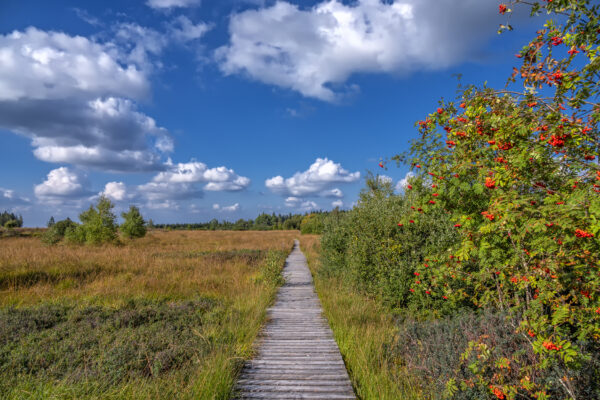 Sp&auml;tsommer im Brackvenn (Eifel/Belgien)