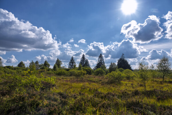 Sp&auml;tsommer im Brackvenn (Eifel/Belgien)