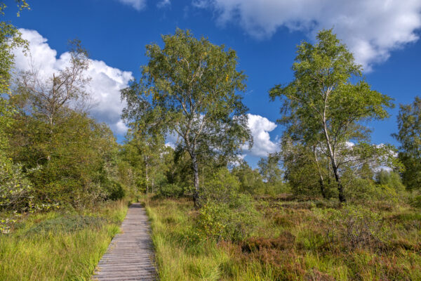 Sp&auml;tsommer im Brackvenn (Eifel/Belgien)
