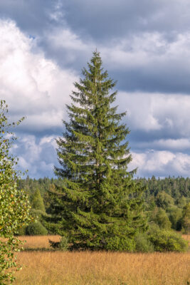 Sp&auml;tsommer im Brackvenn (Eifel/Belgien)