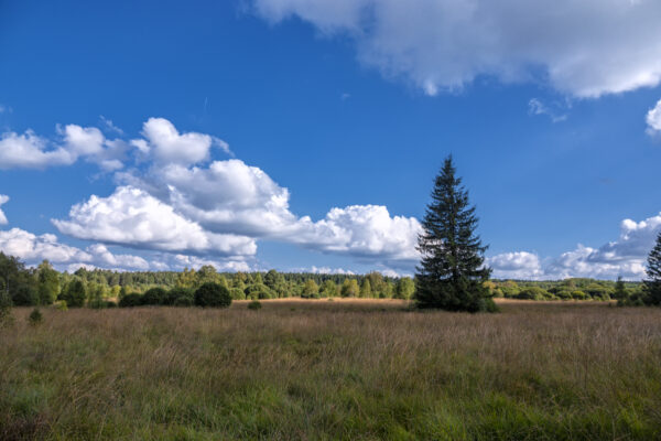 Sp&auml;tsommer im Brackvenn (Eifel/Belgien)