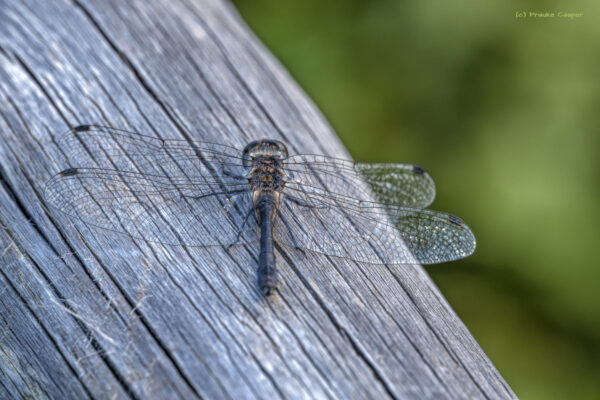 Schwarze Heidelibelle