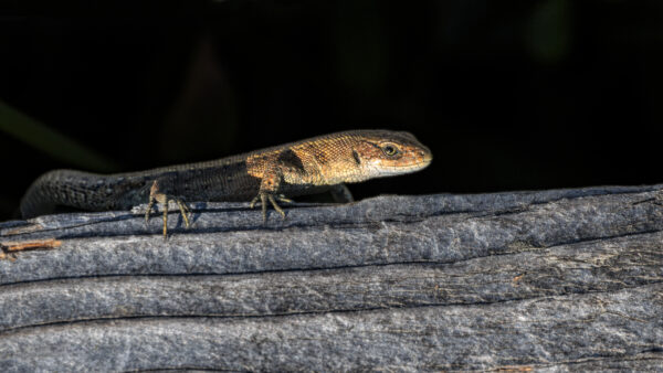 2022-09-FCa-0065-Waldeidechse