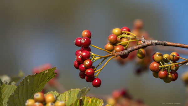 Vogelbeeren