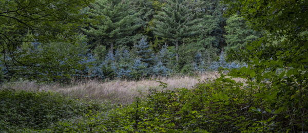 &Uuml;berbleibsel einer Weihnachtsbaumplantage im Bornheimer Eichenkamp