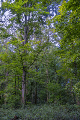 Im Bornheimer Eichenkamp