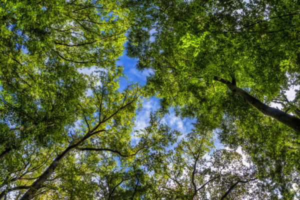 2022-09-FCa-0074-Bornheimer-Eichenkamp