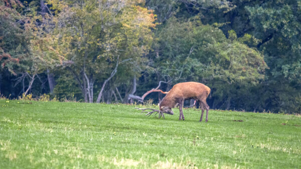 Br&uuml;nftiger Rothirsch in der Eifel