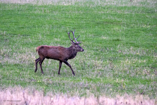 Rothirsch in der Eifel