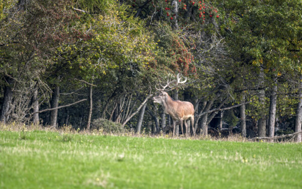 Rothirsch  in der Eifel