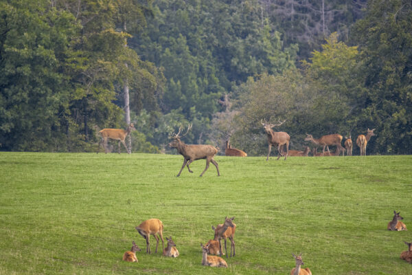 Rotwild in der Eifel