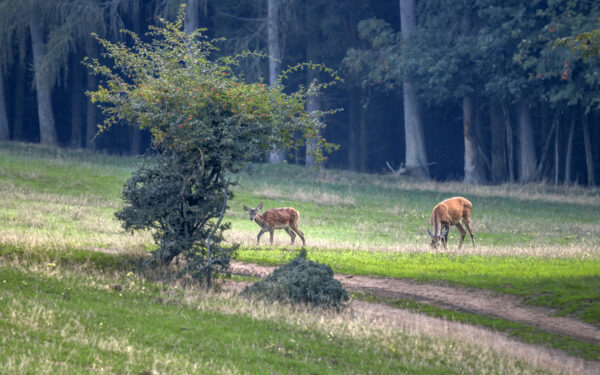 2022-09-FCa-0089-Rotwild