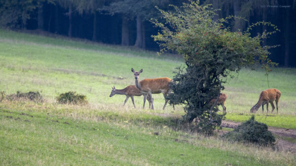 Rotwild in der Eifel