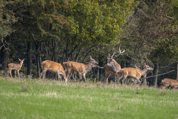 Rotwild in der Eifel