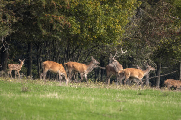 2022-09-FCa-0091-Rotwild