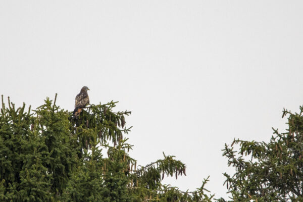 Rotmilan aus &uuml;ber 400 m Entfernung fotografiert