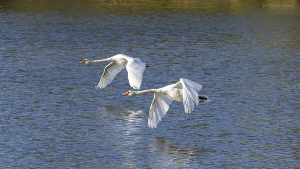 H&ouml;ckerschw&auml;ne