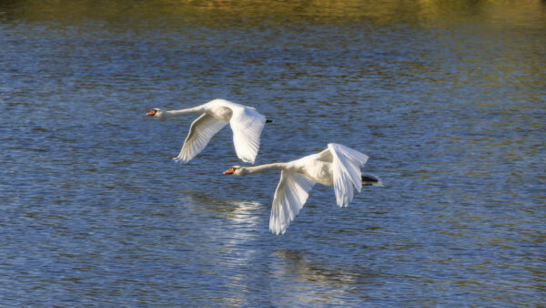 2022-10-FCa-0004-Hoeckerschwaene